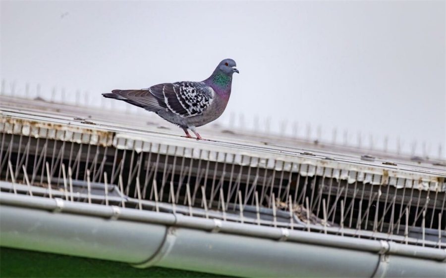 Protection anti-pigeons d'un bâtiment installée par GSI 3D dans le Nord